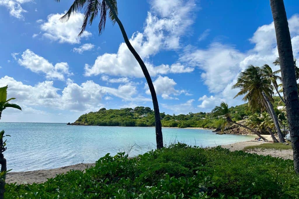 Carlisle Bay beach in Antigua which palm tree and tropical rainforest