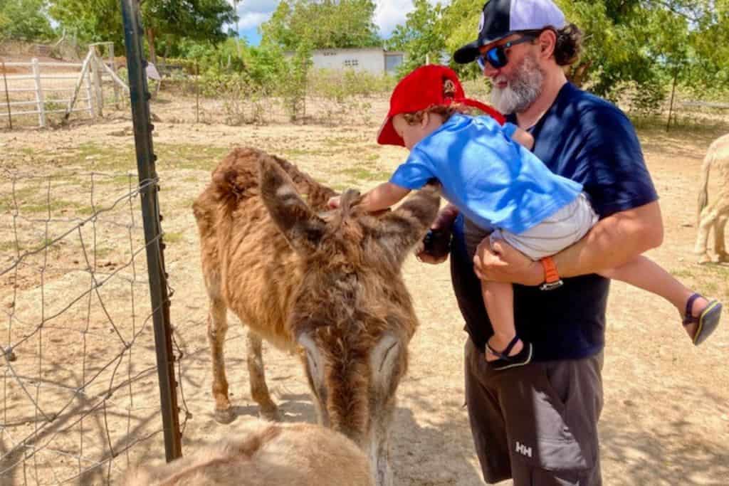 father and son brushing a donkey in Antigua