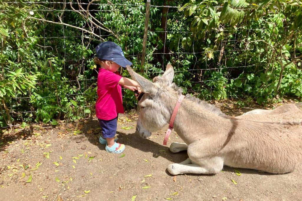 A boy stroking a donkey