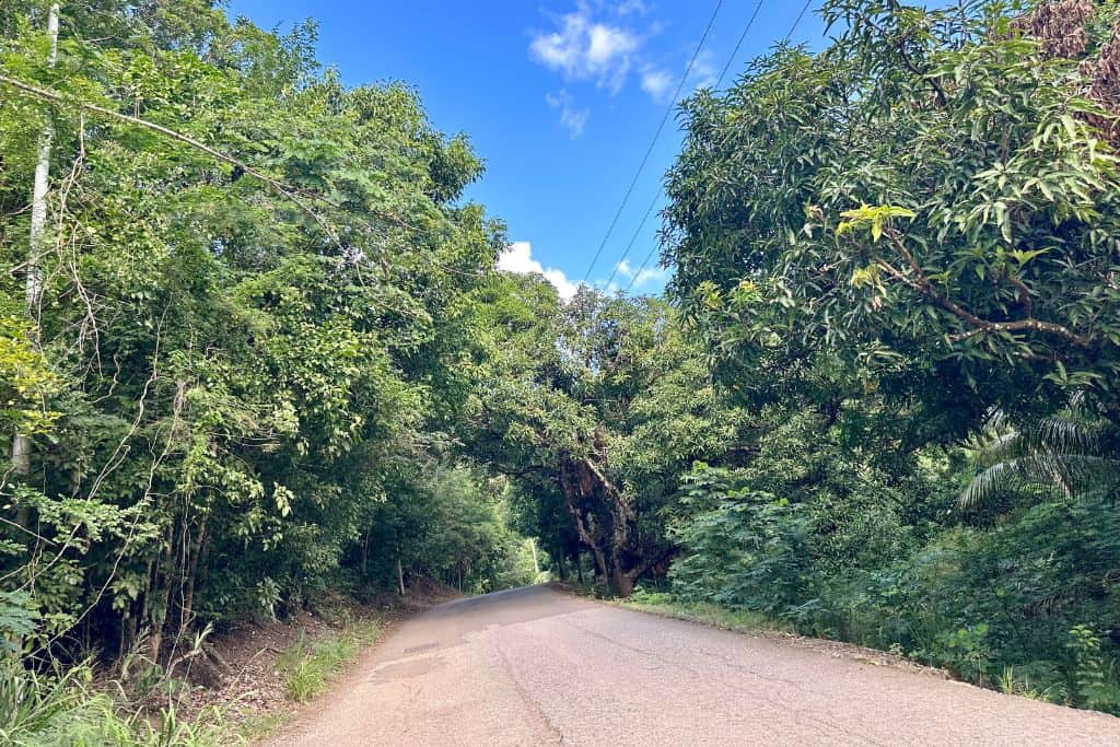 road that is going through a tropical rainforest in Antigua