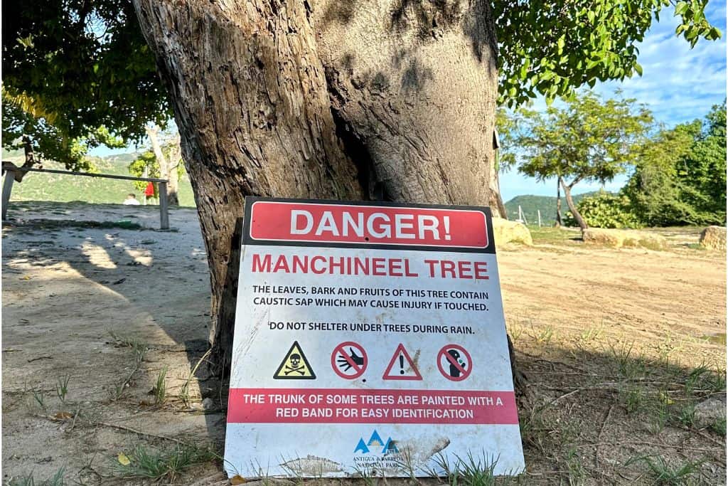 A manichineel tree in Antigua with a sign in front of it warning people that it is not safe to touch the tree