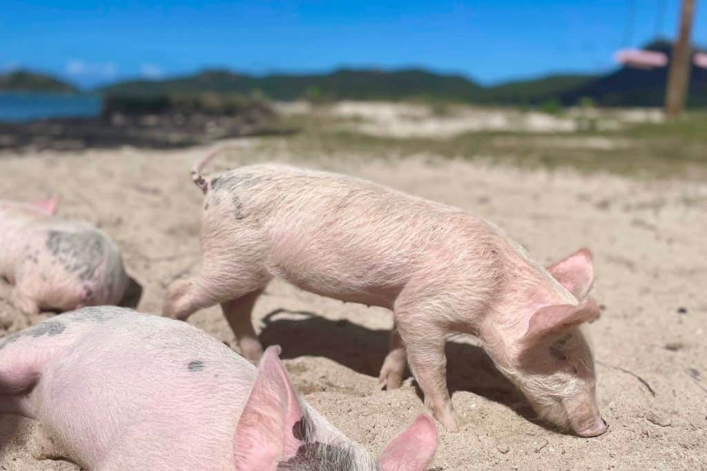 Three pink pigs on a beach in Antigua snuffling in the sand