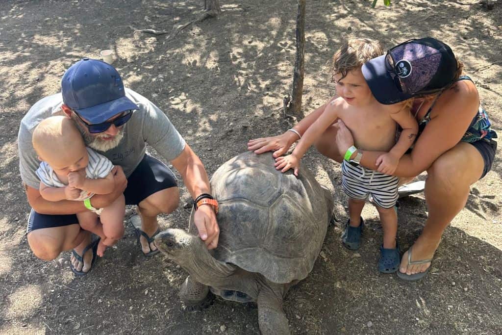 A man and woman are crouched down stroking a giant tortoise at Lavinscount Island in Antigua which is one of the best things to do in Antigua.  In his arms is a baby and in her arms is their toddler son.  They are all looking at the tortoise s they stroke it.