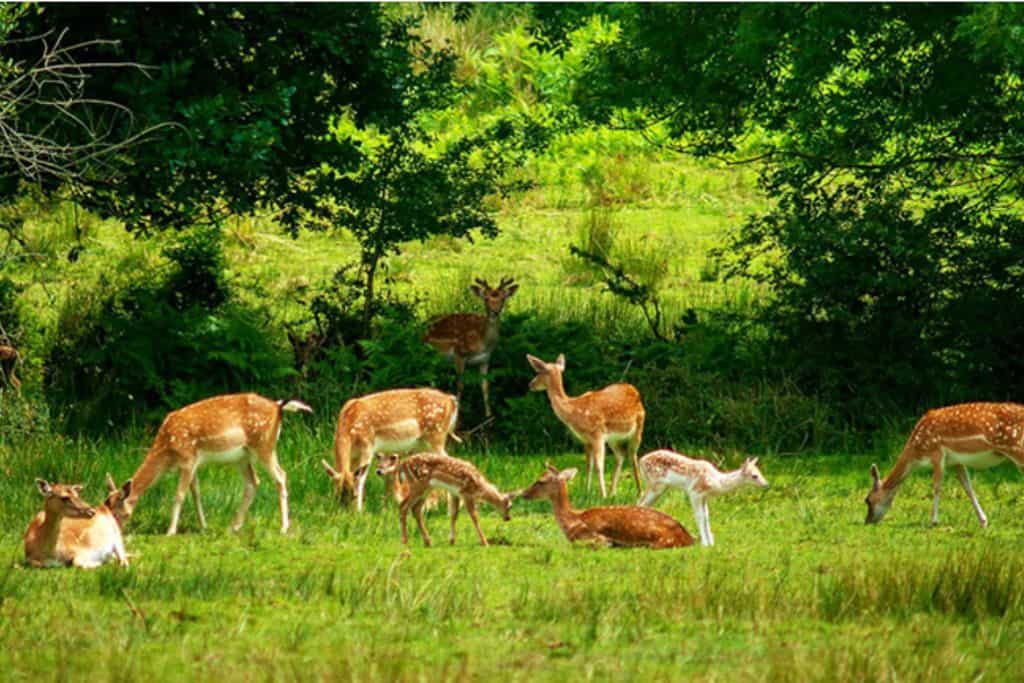 Six deer in green grass with trees and bushes behind them at the Bolderwood Deer Sanctuary which is one of the best things to do in Hampshire.