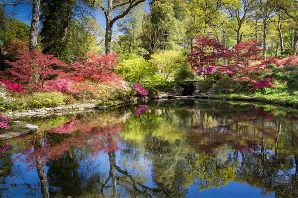 A still water pond in the foreground with some light red and pink leaf bushes in the back ground with some trees coming out of the same area.