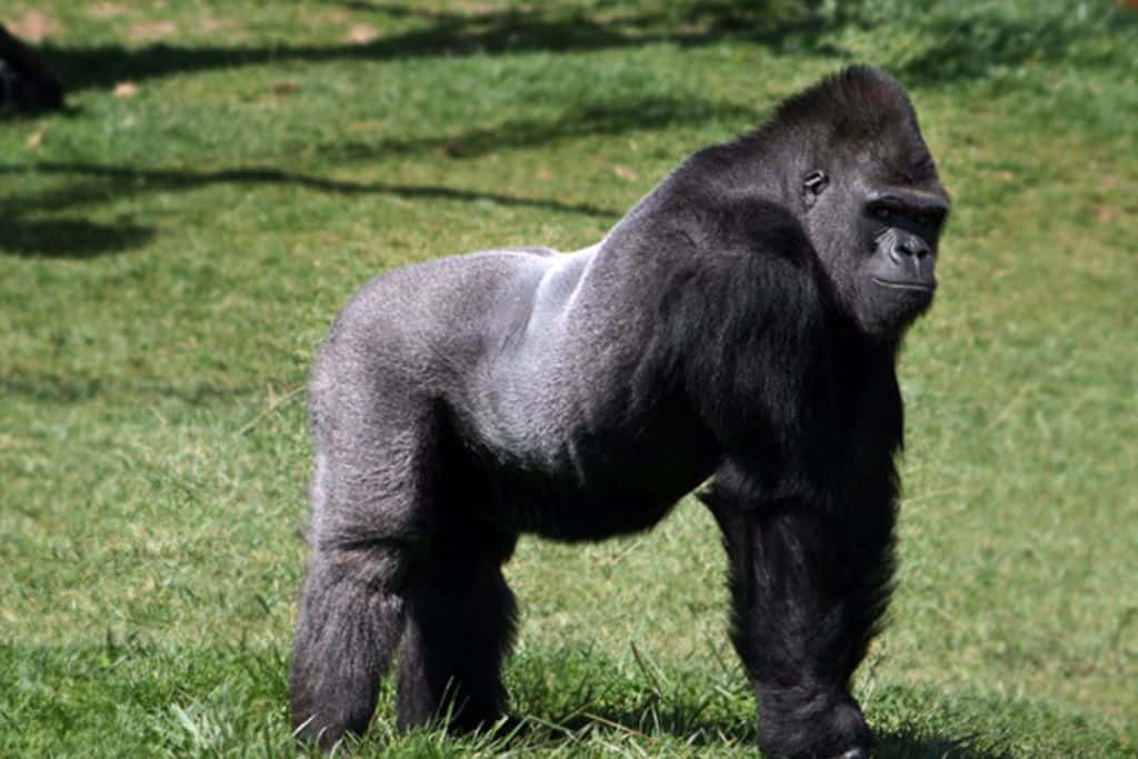 A black mountain gorilla in the a field with green grass.