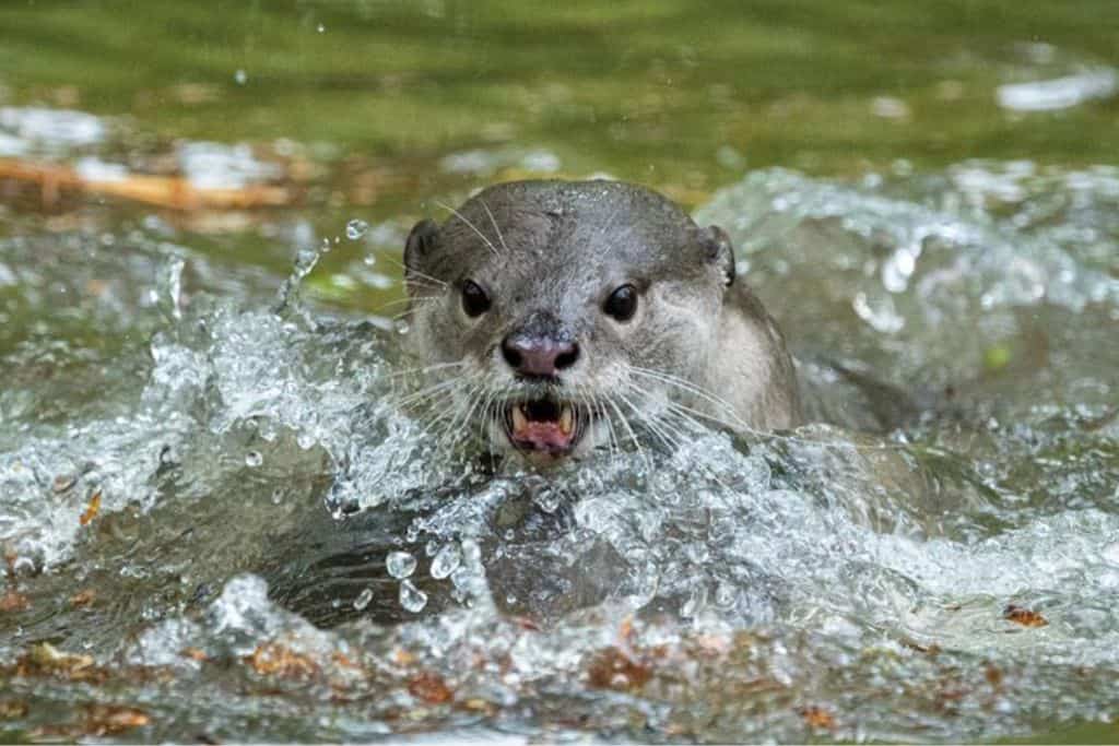 Otter in the water swimming with water splashing around them. 