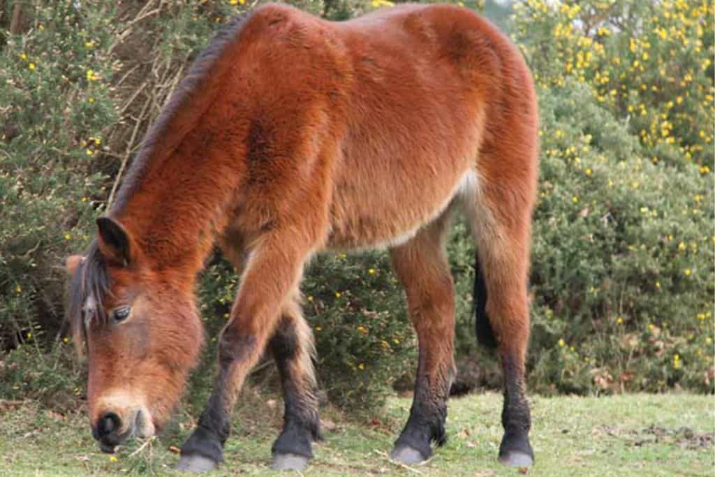 A light brown New Forest Pony eating some grass.