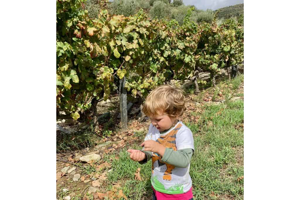 A little boy with grapes in his hand standing in front of some grapevines in Porto.