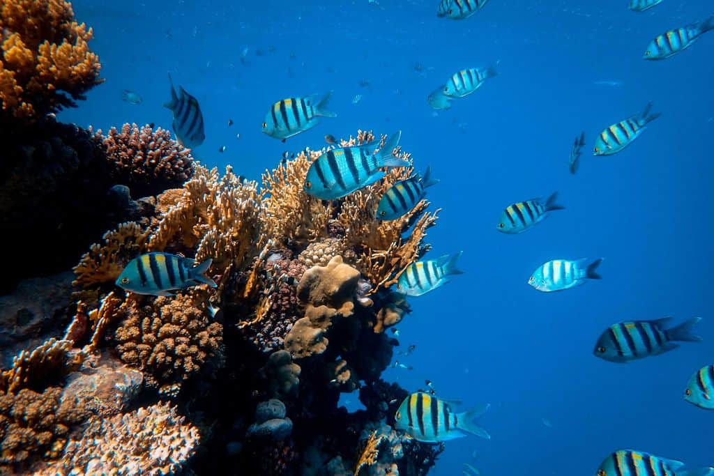 Blue and yellow coloured fish eating the coral in Antigua.