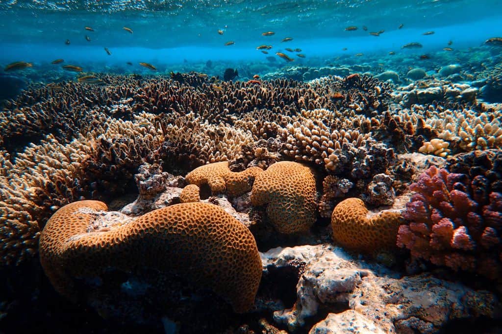 A underwater scene made up of different coral and very small fish. 