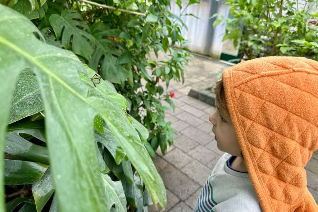 Boy with a yellow quilted coat looking a transparent butterfuly on a big green leaf in a butterfly house at Cumberland House in Portsmouth.  This is is a fun childrens attractions in Hampshire