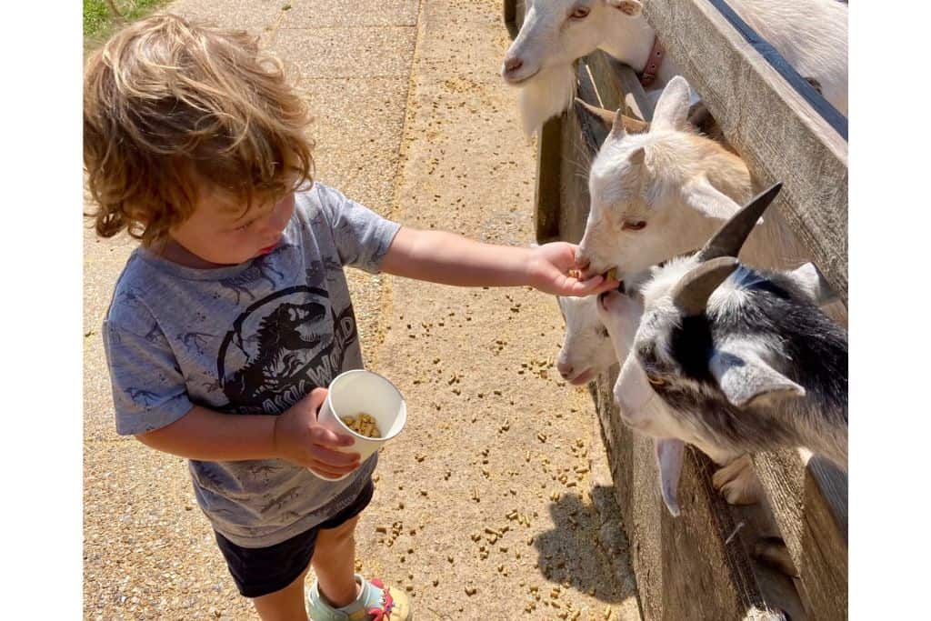 A young boy is wearing a grey Jurassic Park t-shirt and shorts.  He is holding a cup of animal food and feeding some hungry young goats.