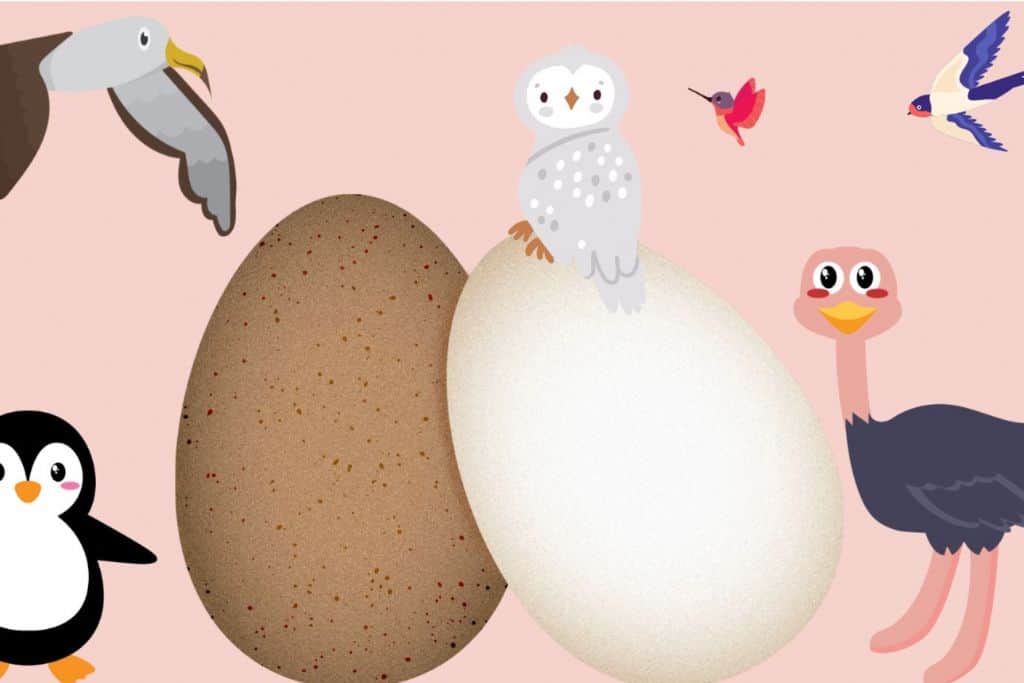 A variety of different drawn birds stood next to one brown and one white egg.  There is an ostrich, a hummingbird, a penguin, an owl and a sea gull.