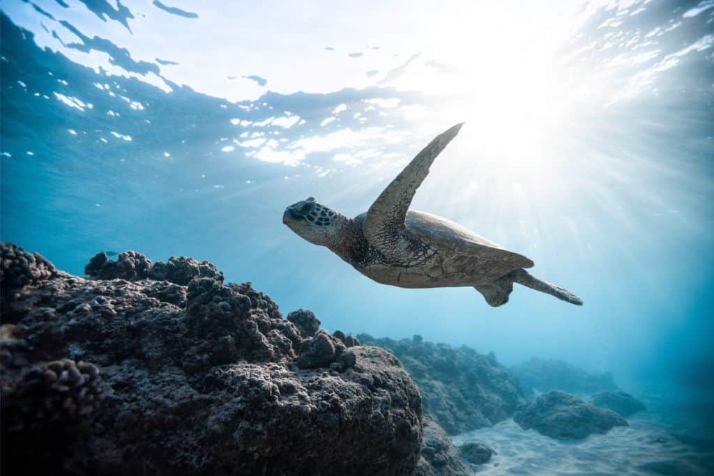 Leatherback turtle in the sea at one of the best snorkelling in Antigua spots called Galleon Beach