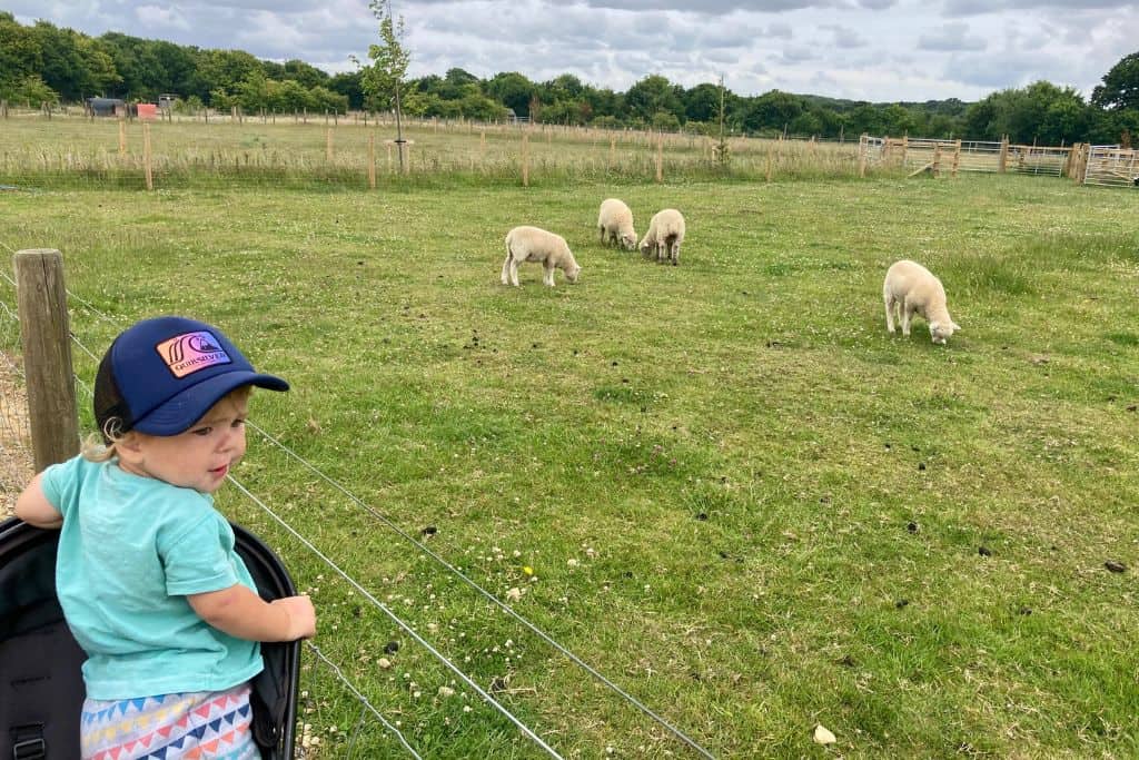 A little boy wearing a green t-shirt, multicoloured trousers and baseball cap is stood in his pram looking at the sheep in the field next to him.  The field is in the Manor Farm which is a popular childrens attractions in Hampshire.