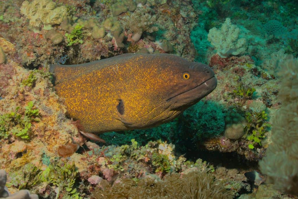 Moray eel hiding in the coral underawater in Antigua