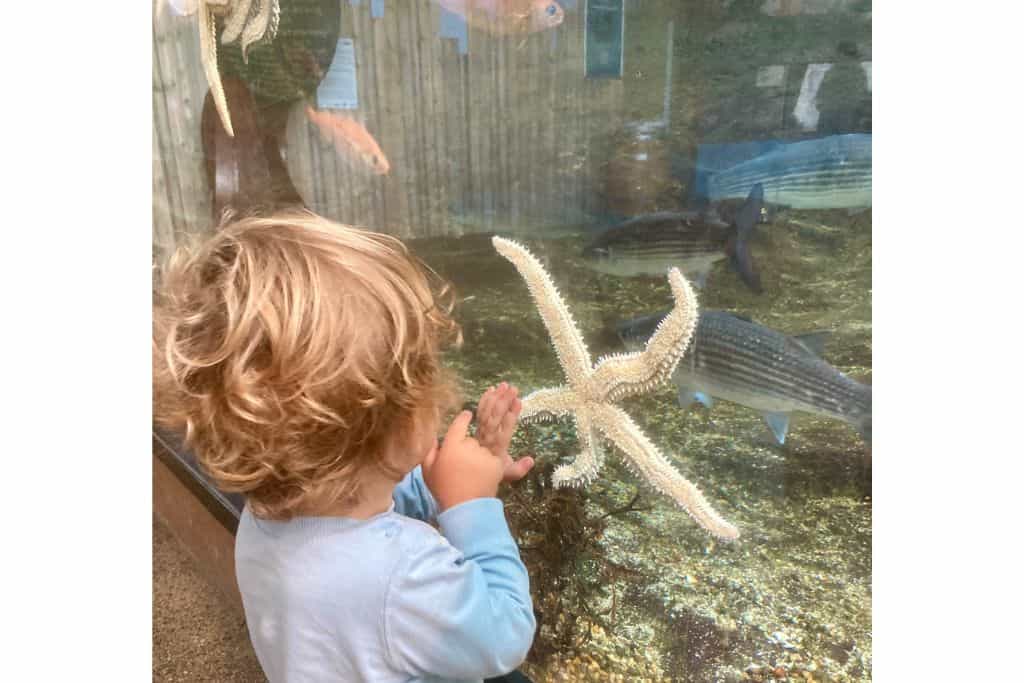 A young boy in a light blue top has his hand help against a glass display. On the other side and attached to the glass display is a star fish.