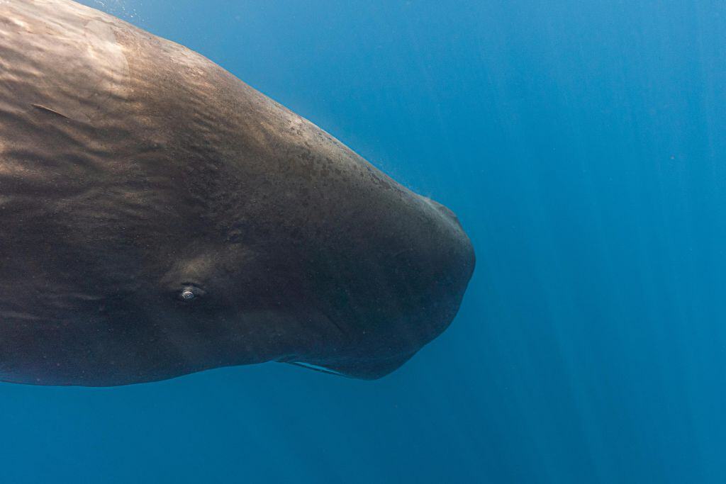 The big head of a sperm whale in the sea.