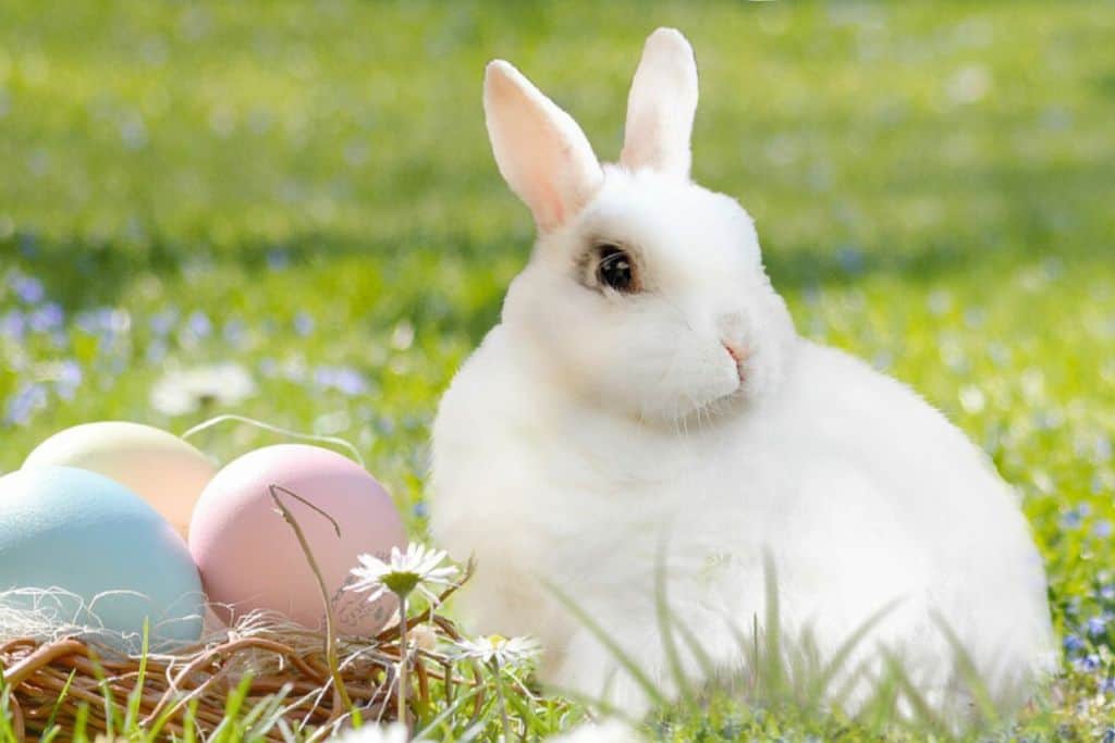 White rabbit in the grass sat next to an easter egg used to advertised the easter activities at winchester science centre in Hampshire