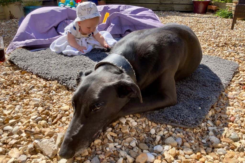 A larrge black dog is lying on a rug in a garden on a pebbled area.  Behind him on the rug is a small baby playing with some of the pebbles.
