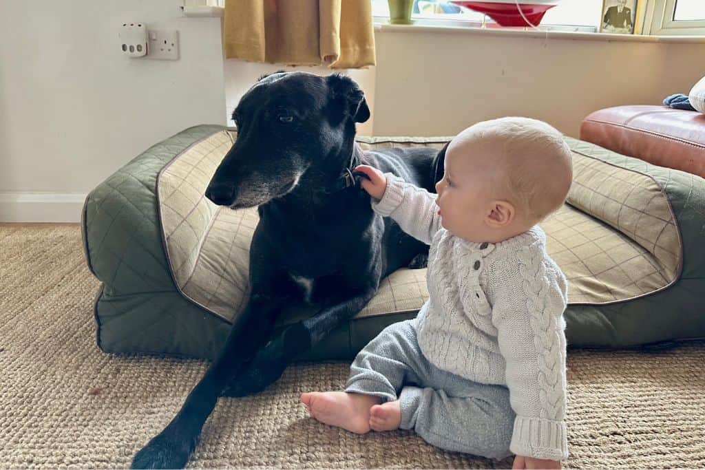 A baby in a white knit jumper is sat on the floor next to a big black dog that is lying is his dog bed.  The little baby is stroking the neck of the dog.