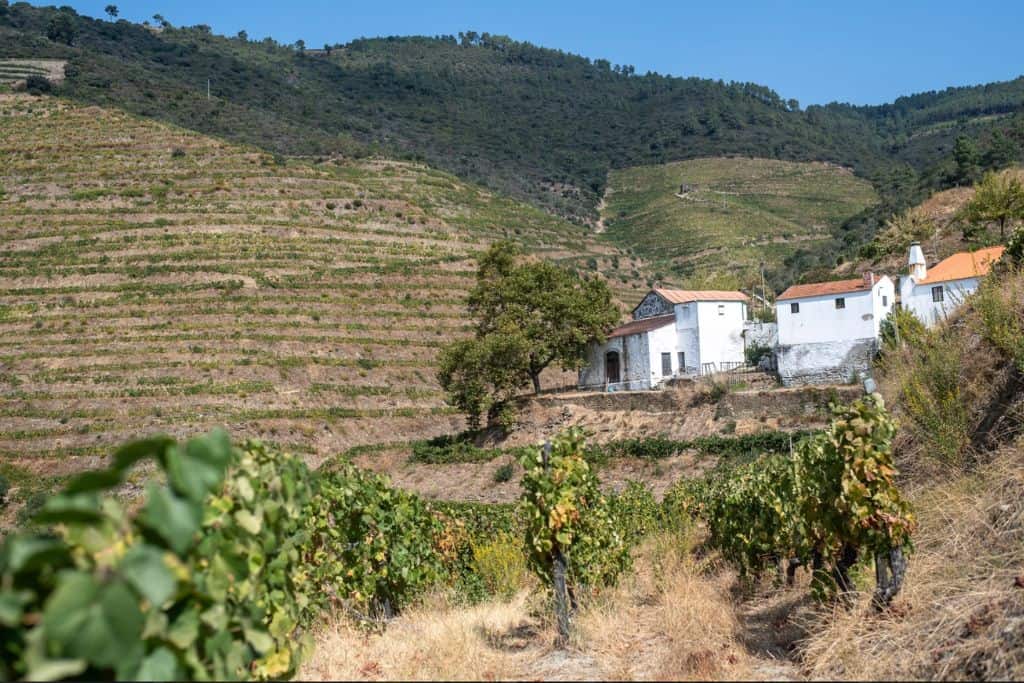 In the image is a white building which is the main house of a vineyare in the Douro Valley in Portugal.  Behind are terraces of grapevines and in front of it si also rows of grapevines.