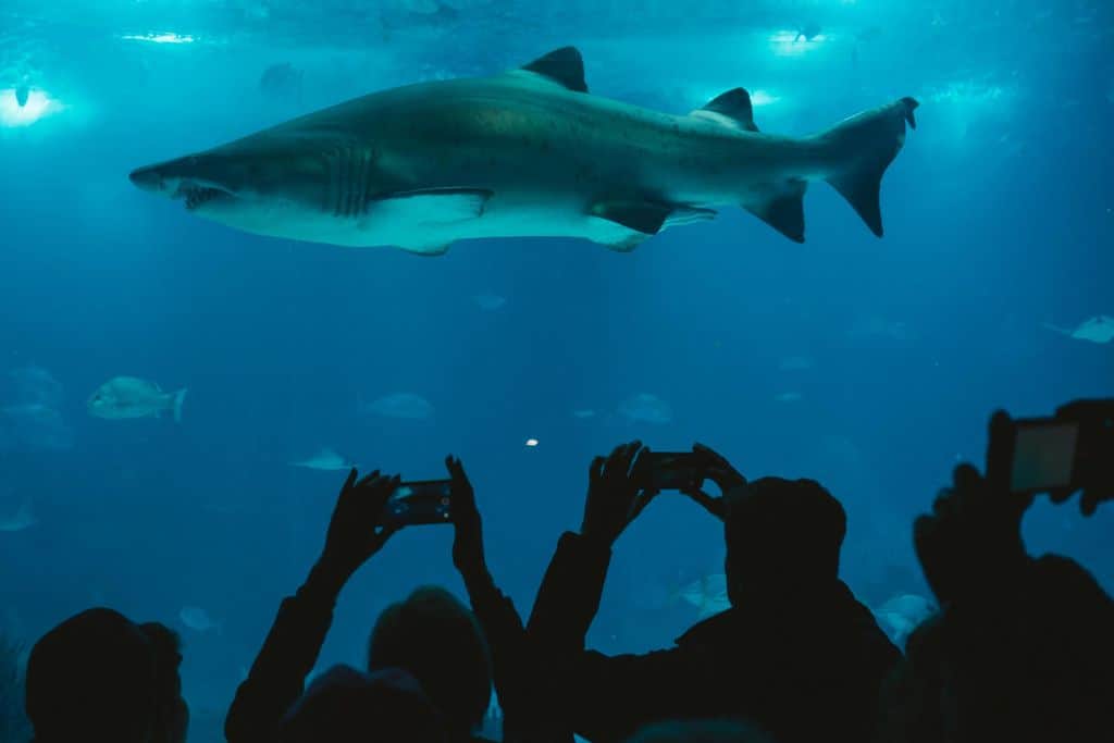 A big shark in an aquarium tank in Porto Sea Life Centre.  In front of the tank in the foreground of the photo you can see the backs of people as they are looking into the aquarium