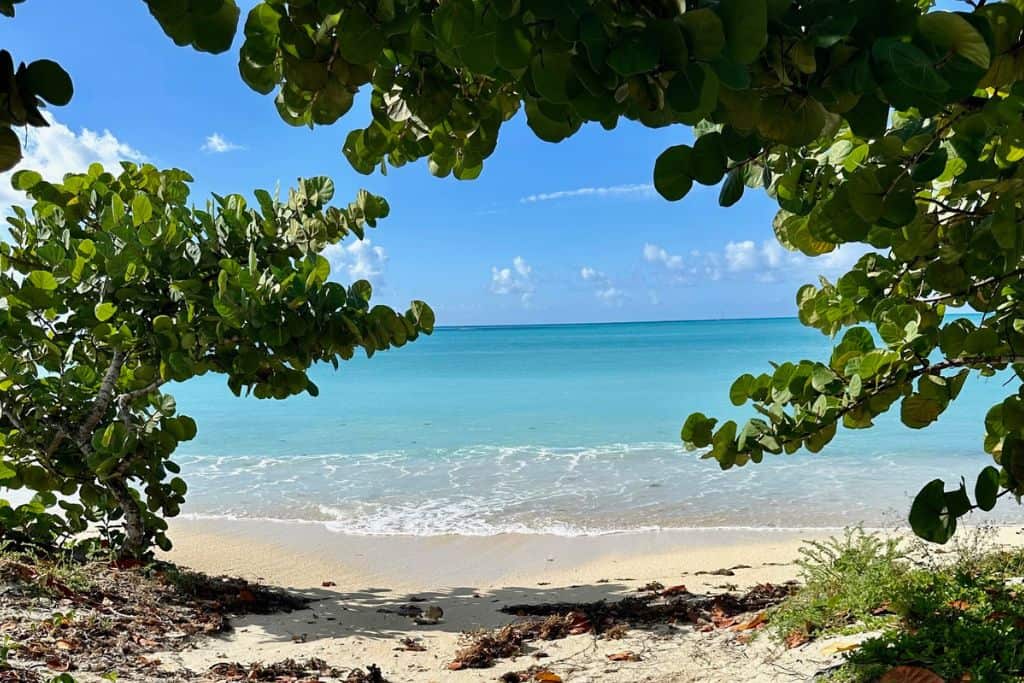 The image is framed by the leaves of a seagrape tree and in the middle is the sea and the white sands of Valley Church one of the best beaches in Antigua.