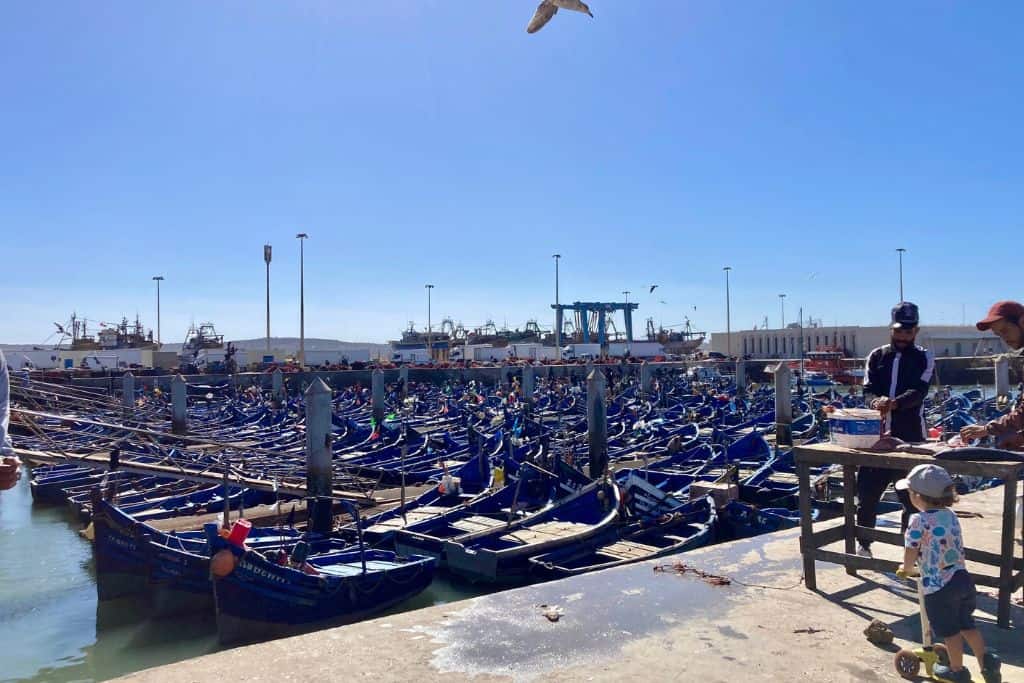 This photo shows a vast number, maybe 50 small blue wooden fishing boats in a marina.  The dock is in Essaouira which has a large fishing port. To the right of the boats stood on the dock is a small boy pointing to the sea gulls circling around the boats.