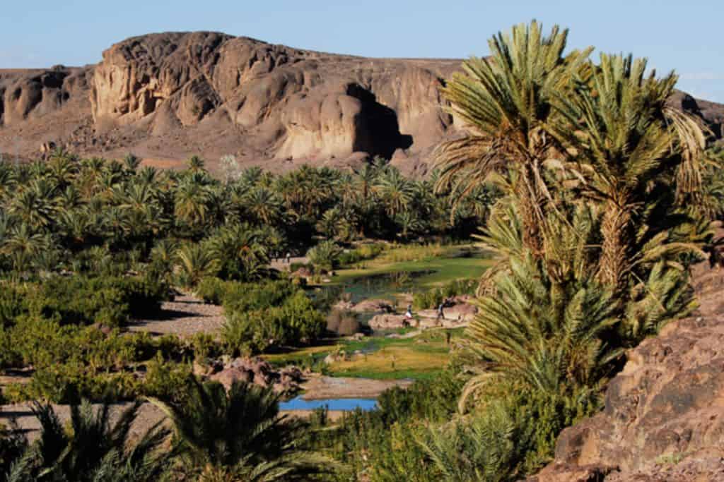 Fint Oasis in Morocco which is along a river with palm trees lining the edge and a high piece of land behind it with blue sky.