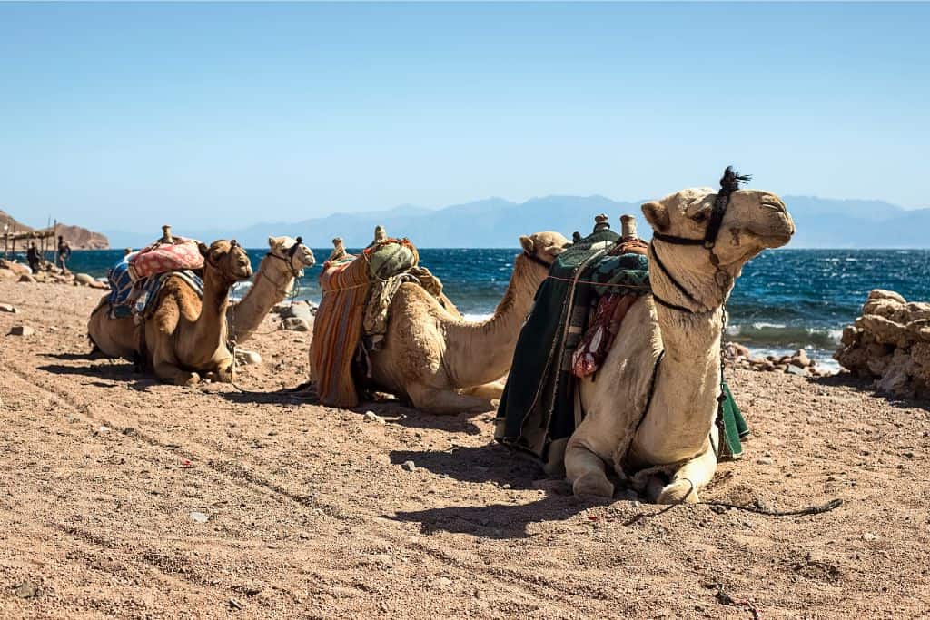 Three camels are sat down on the beach looking to the right. They have on their saddles and blankets as they are ready for people to come and ride them. This is in Tangier in Morocco and riding a camel is well worth doing when you're visiting.